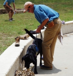 Dog Training Harker Heights Tx Dog Training Harker Heights Tx
