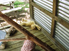 Cat Taking Sunbath in Kitty Atrium