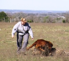 Dog Rewarded When It Tracks Down the Human