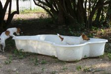 Jack Russell Terriers in Wading Pool