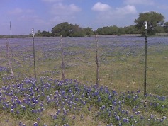 Bluebonnets in the Pasture