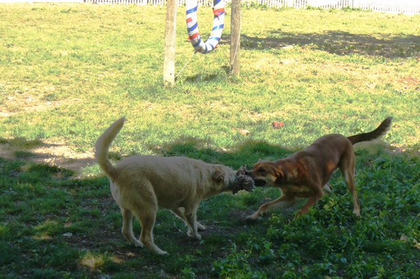 Tug-of-War in Dog Park