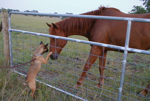 Dog Meets Horse