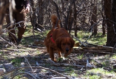 Tracking Through the Woods