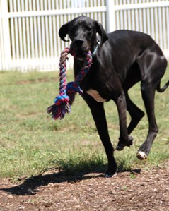 Great Dane Running in Park