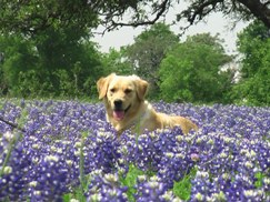 Dog In Bluebonnet Field
