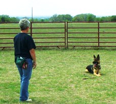 Student Teaches Dog Down-Stay