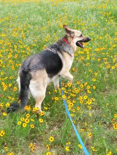 Picture of our Dog Park