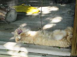 Sleepy Kitty in Kitty Atrium