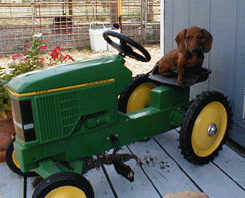 Daschund on Tractor
