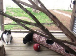 Cats Playing in Kitty Atrium Outside