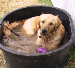Penny Takes A Dip