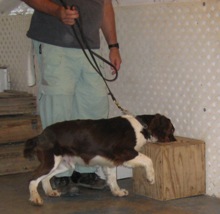 Scent Detection Training