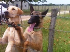 Dogs See Cows for the First Time