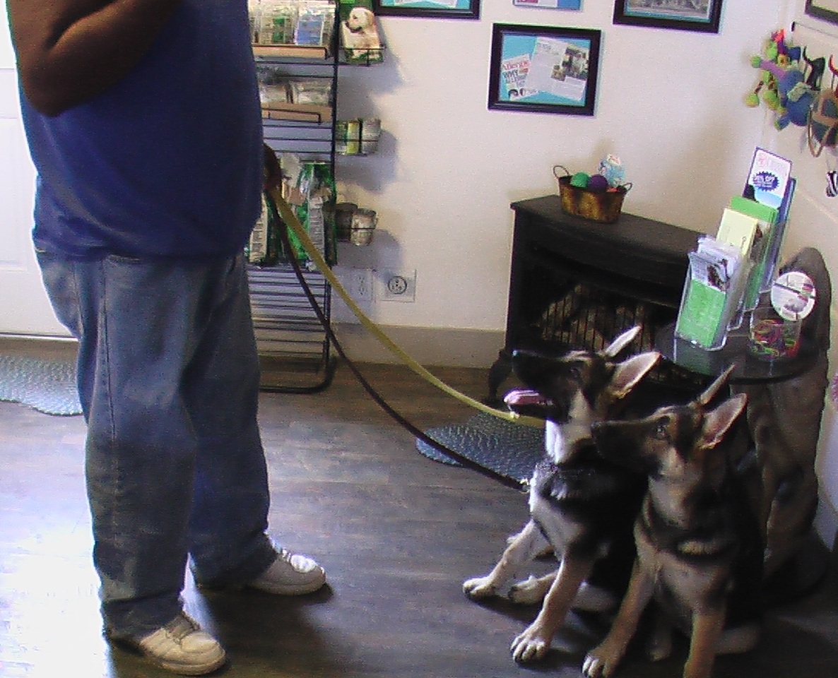 Puppies In Training